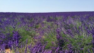 Pola lawendy, Prowansja