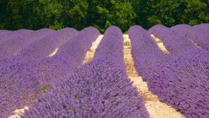 Pola lawendy, Prowansja