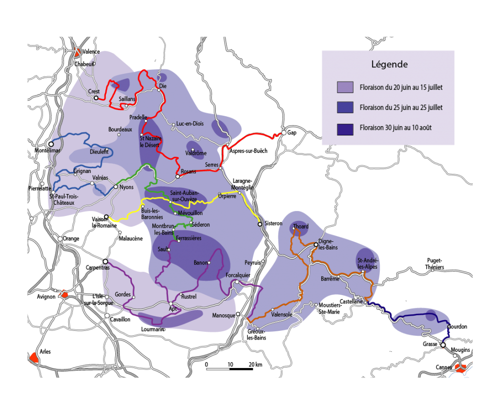 Mapa kwitnienia lawendy w Prowansji. Źródło: www.moveyouralps.com