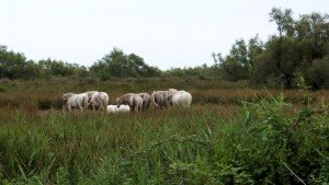Dzikie konie w Camargue, Francja