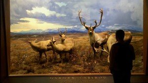 Amerykańskie Muzeum Historii Naturalnej, Nowy Jork