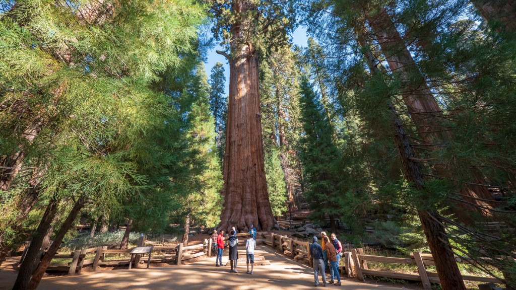 General Sherman Tree, Park Narodowy Sekwoi, Kalifornia