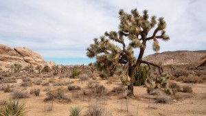 Park Narodowy Joshua Tree, USA