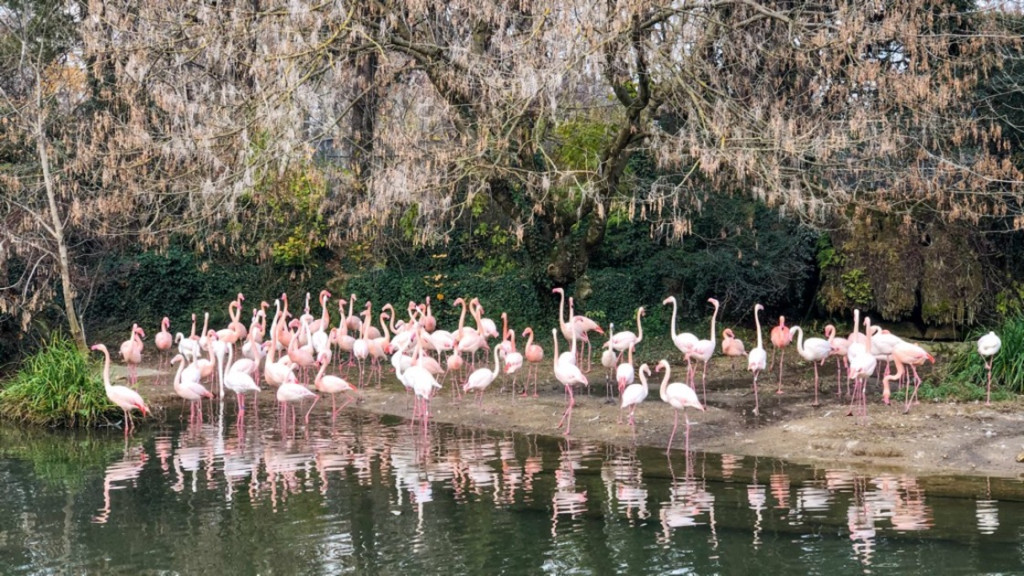 Flamingi w parku Złotej Głowy